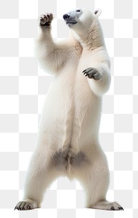 PNG Polar bear animal wildlife standing. AI generated Image by rawpixel.