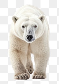 PNG Polar bear wildlife mammal animal