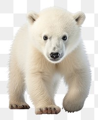 PNG Polar cub walking wildlife animal mammal. AI generated Image by rawpixel.