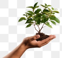 PNG Plant tree planting bonsai. 