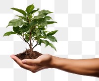 PNG Plant planting adult leaf. 