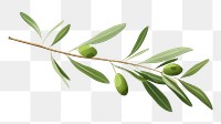 PNG Olive branch plant olive herbs. AI generated Image by rawpixel.
