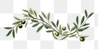 PNG Olive branch olive plant herbs. 