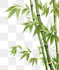 PNG Bamboo backgrounds plant . 