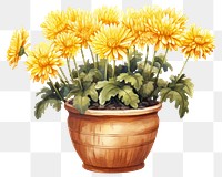 PNG Flower chrysanths yellow plant. 