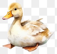 PNG Animal duck cartoon bird. AI generated Image by rawpixel.