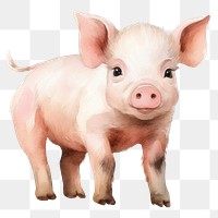 PNG Animal pig cartoon mammal. 