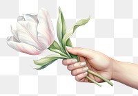 PNG White tulip flower petal plant. AI generated Image by rawpixel.