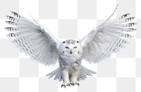 PNG Snowy owl animal white bird. 