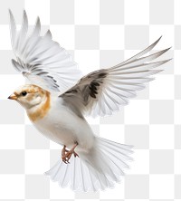PNG Snow bunting flying animal white
