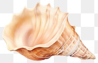 PNG Conch shell seashell white background invertebrate. 