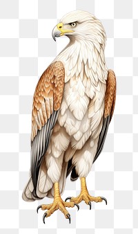 PNG Eagle animal cartoon drawing. 