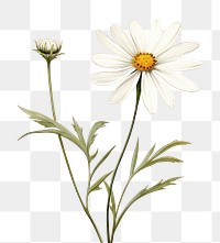 PNG A wildflower daisy plant white. 