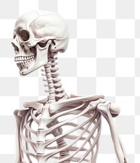 PNG Skeleton white background science anatomy. AI generated Image by rawpixel.