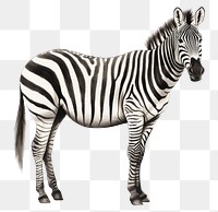 PNG Zebra wildlife cartoon animal. 