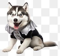 PNG Halloween costume mammal animal husky. 