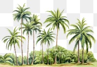 PNG Tropical trees vegetation outdoors tropics