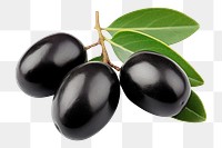 PNG Olives fruit branch plant. 