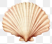 PNG Marine Shell seashell seafood clam