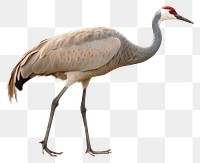 PNG Sandhill Crane animal bird white background. AI generated Image by rawpixel.