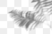 Fern leaves shadow design element
