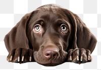 PNG Pet dog pointer animal