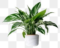 PNG Plant houseplant green leaf. 