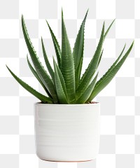 PNG Aloe Vera plant aloe houseplant. 