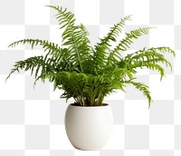 PNG Fern plant houseplant leaf. 