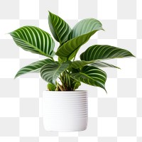 PNG Houseplant houseplant leaf white background. AI generated Image by rawpixel.