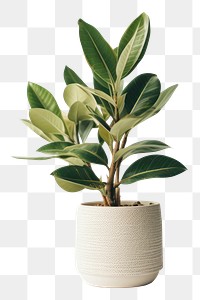 PNG Houseplant houseplant leaf vase. 