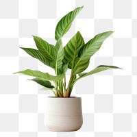 PNG Houseplant houseplant leaf vase. AI generated Image by rawpixel.