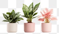 PNG Houseplants houseplant flower vase. AI generated Image by rawpixel.