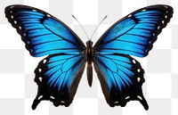 PNG Butterfly insect animal invertebrate. 