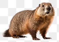 PNG Marmot wildlife animal mammal. 