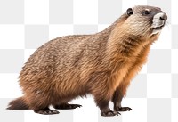 PNG Marmot wildlife animal mammal. 