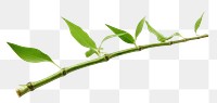 PNG Plant stem bamboo nature leaf. AI generated Image by rawpixel.