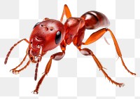 PNG Red ant insect animal invertebrate