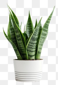 PNG Snake Plant plant houseplant leaf. 