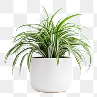 PNG Spider Plant Houseplants houseplant bromeliaceae. 