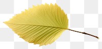 PNG 1 beech tree leaf plant white background fragility. AI generated Image by rawpixel.