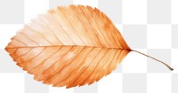 PNG Watercolor 1 beech leaf plant tree white background. AI generated Image by rawpixel.