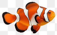 PNG Common clownfish animal white background pomacentridae. 