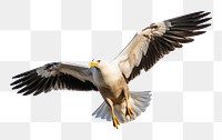 PNG Kelp gull bird flying vulture animal. AI generated Image by rawpixel.