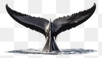 PNG Humpback whale tail animal mammal white background. 