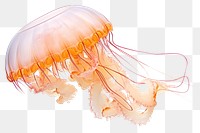 PNG Jellyfish animal white background invertebrate. 