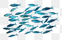 PNG Fish sardine animal blue. 
