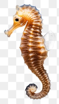 PNG Seahorse animal underwater wildlife. 