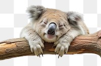 PNG  Koala koala wildlife animal. AI generated Image by rawpixel.