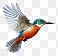 PNG Common Kingfisher kingfisher animal flying